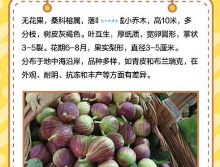 无花果为什么叫无花果，无花果名字的由来，无花果相关知识