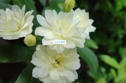 荼是什么意思
