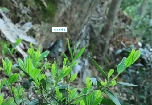 荼是什么意思