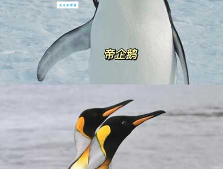 企鹅种类有哪些？企鹅主要吃什么？