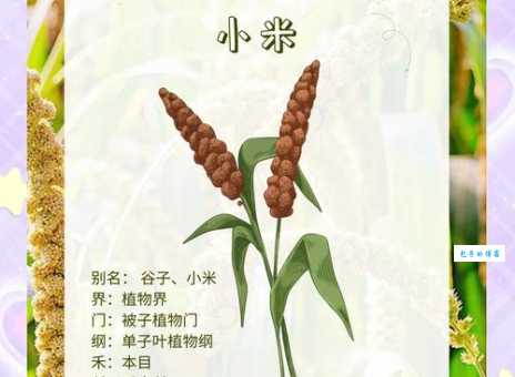 粟怎么读？粟的读音和意思