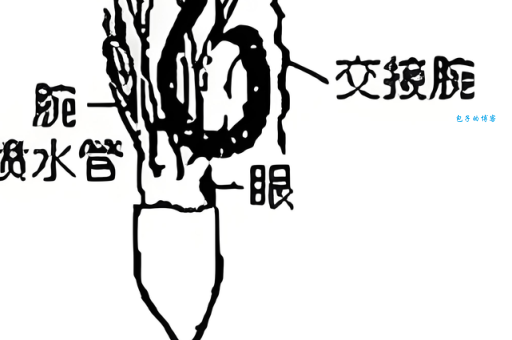 腕组词_腕字组词