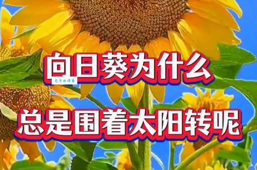 向日葵为什么会随着太阳转动？真相可能会与大家想的相反