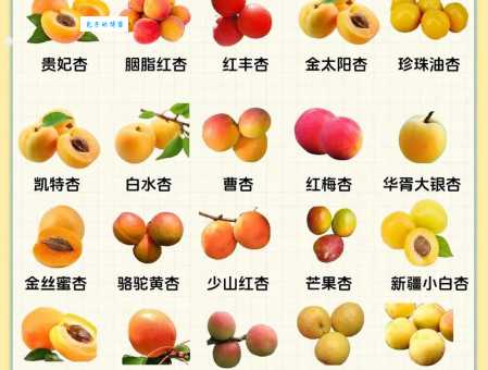 杏组词_杏字组词
