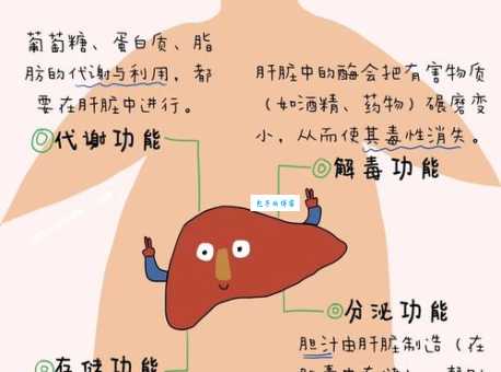 肝是什么意思
