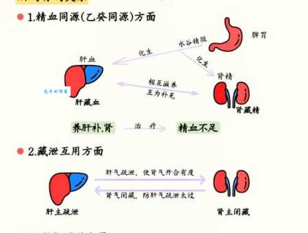 肝是什么意思