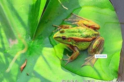 青蛙靠什么呼吸？