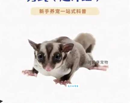 蜜袋鼯怎么读？蜜袋鼯的读音和意思
