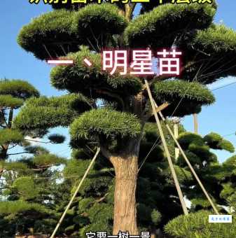 苗是什么意思