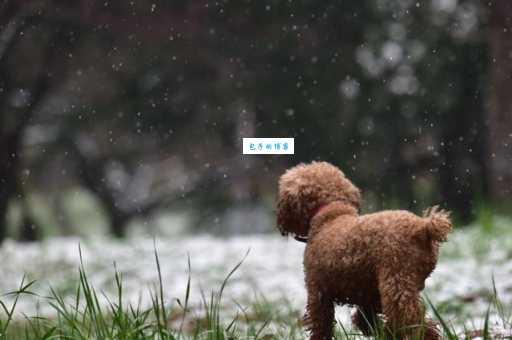 粤犬吠雪