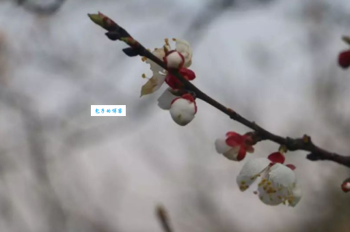 枝折花落是什么意思