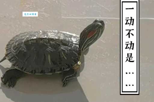 一动不动