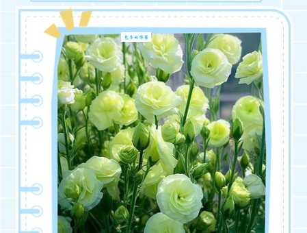 桔梗的花语是什么_桔梗的寓意和象征