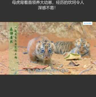 母老虎的意思解释、造句、出处典故、成语接龙