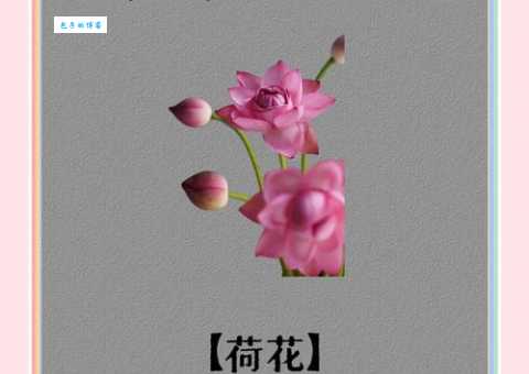 荷花的花语和寓意_荷花代表的含义是什么？