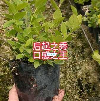 后起之秀