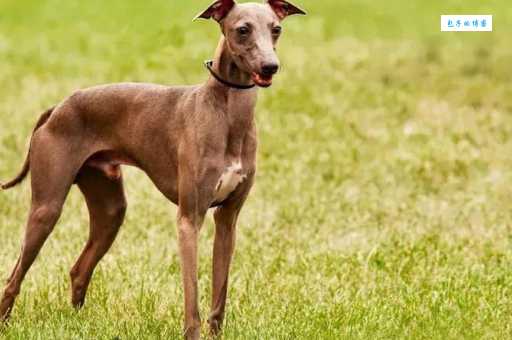 greyhound是什么意思？greyhound怎么读？greyhound例句及用法