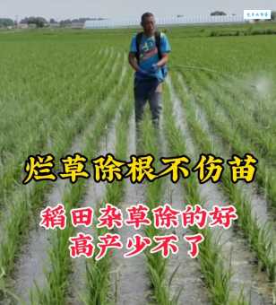 不丰不杀