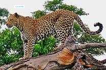 leopard是什么意思_leopard的中文翻译
