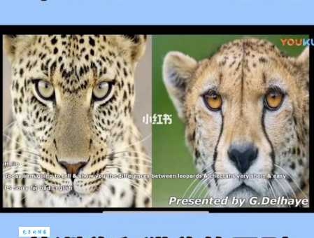leopard是什么意思_leopard的中文翻译