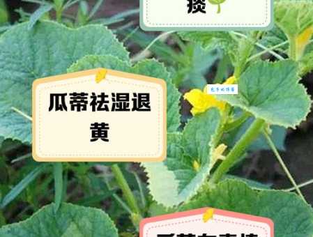 对对子瓜熟蒂落的意思