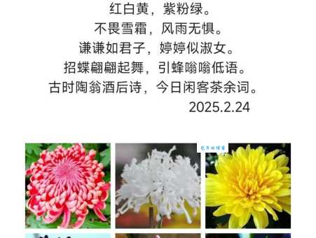 不是花中偏爱菊，此花开尽更无花。
