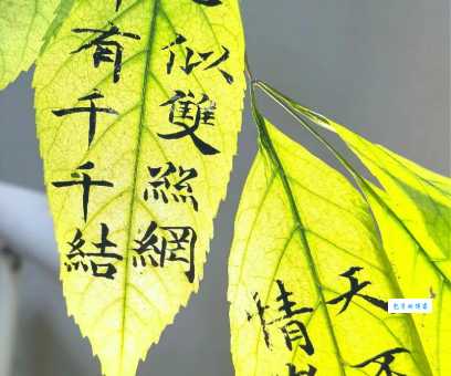 心似双丝网，中有千千结。