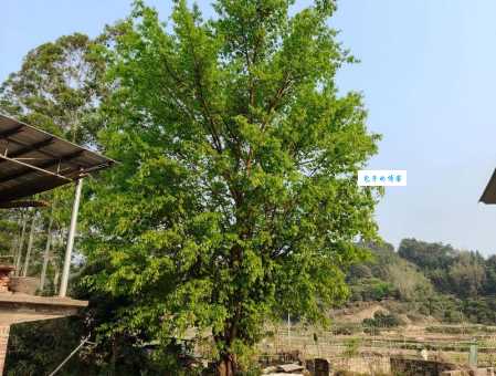 绿树村边合，青山郭外斜。