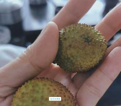 罗浮山下四时春，卢橘杨梅次第新。