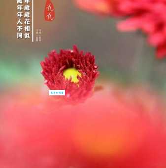待到重阳日，还来就菊花。
