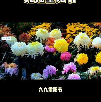 待到重阳日，还来就菊花。