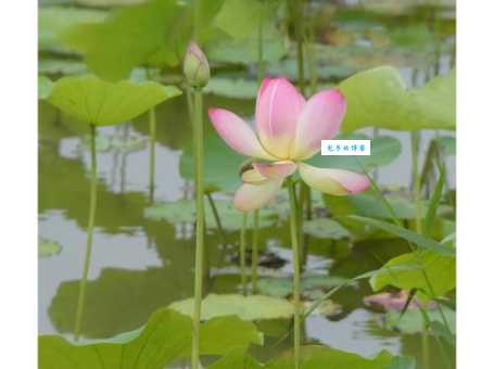 雾柳暗时云度月，露荷翻处水流萤。
