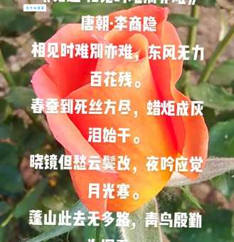 花落花开自有时，总赖东君主。