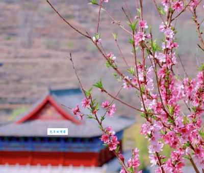 人间四月芳菲尽，山寺桃花始盛开。