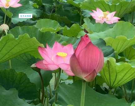 接天莲叶无穷碧，映日荷花别样红。