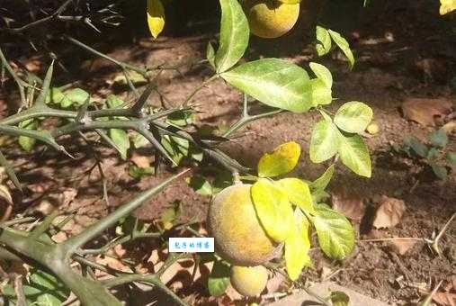 槲叶落山路，枳花明驿墙。
