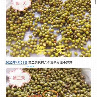 1一7天绿豆在水中的生长过程日记，每天一篇