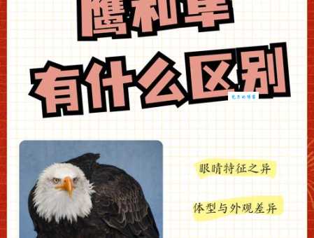 鹰组词_鹰字组词造句解释精选