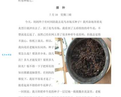 牵牛花一天的变化过程，作文／日记大全（共5篇）