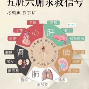 五脏六腑的意思