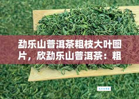 粗枝大叶的意思