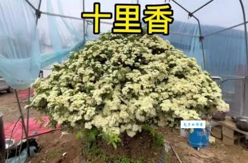 香飘十里的意思和用法看完你就明白了