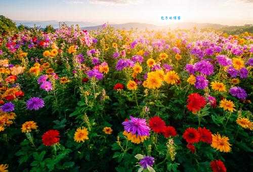 花团锦簇的意思是什么生活中哪些场景可以用