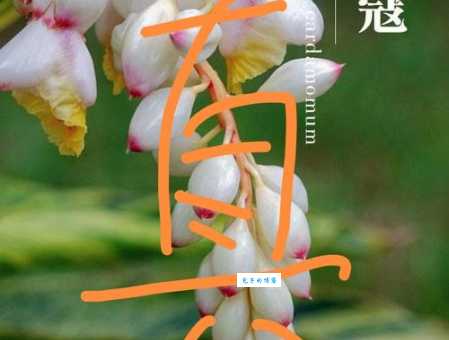 豆蔻年华的意思和用法形容少女的专属词汇