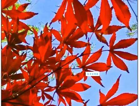 红叶飘零是什么意思从自然现象到人生哲理