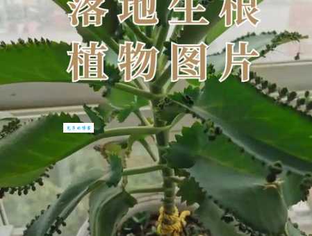 落地生根的意思原来这么简单 一学就会