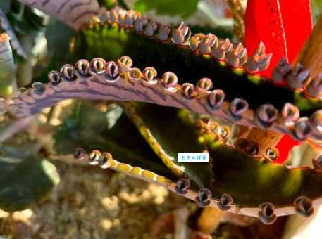 落地生根的意思原来这么简单 一学就会