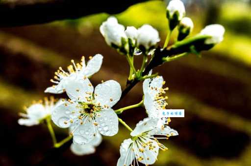 梨花带雨是什么意思教你正确使用这个成语