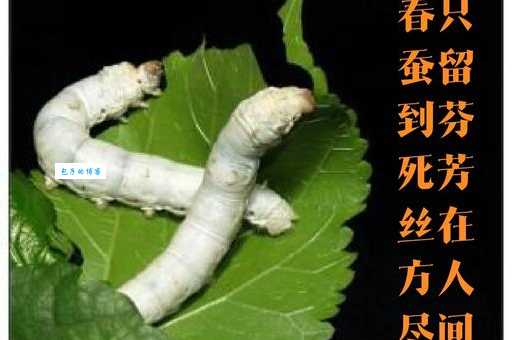 春蚕抽丝的意思和由来 这个成语的典故在这里