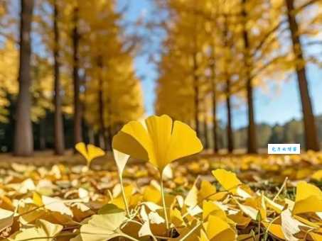 多事之秋的意思你知道吗 其实和季节没有直接关系